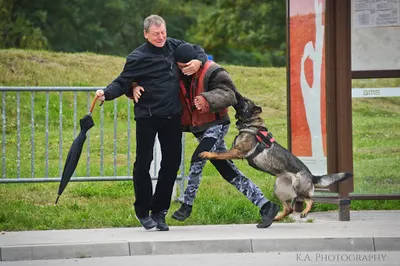 Skuteczne Szkolenie Psów Katarzyna Waniek